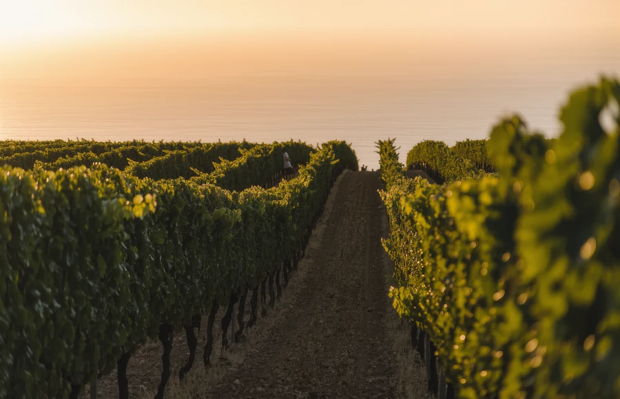 Mallorca Wein: Der perfekte Genuss für den Sommer
